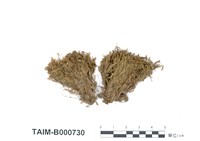 藏品(長崎鳳尾苔)的圖片